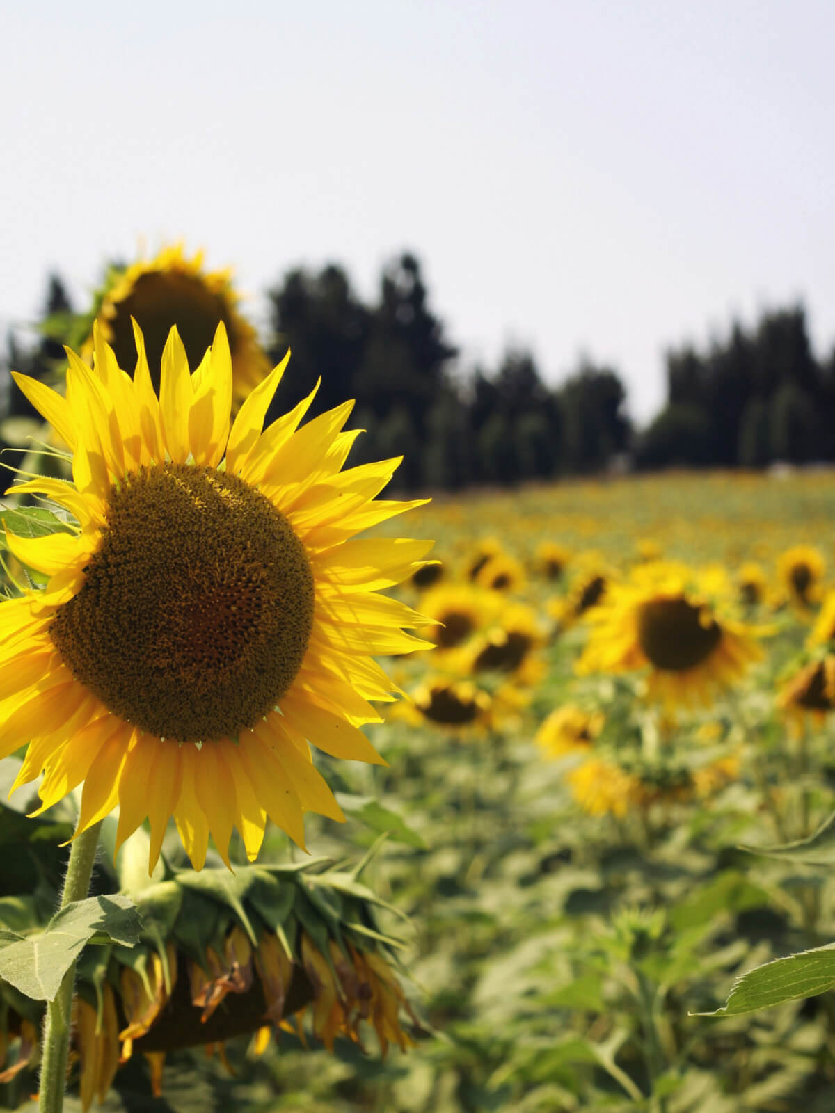 A sunflower